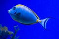 Tropical blue fish underwater close-up Royalty Free Stock Photo