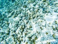 tropical blue ocean underwater background - luxury nature pattern Royalty Free Stock Photo