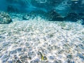 tropical blue ocean underwater background - luxury nature pattern Royalty Free Stock Photo