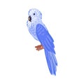 Tropical blue parrot. Cartoon style. Isolated over white background. Vector illustration Royalty Free Stock Photo