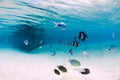 Tropical blue sea with wreck of boat on sandy bottom and fish, underwater