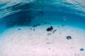 Tropical blue sea with wreck on sandy bottom and tropical fish, underwater in Mauritius