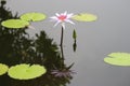 Palest blue red centre water lily statuesque form