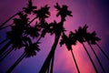 Tropical blur background of silhouette palm trees against twilight sky. Royalty Free Stock Photo