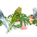 Tropical border seamless background green and blue Budgerigars, pet parakeets and various hibiscus and Brugmansia vector