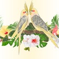 Tropical border seamless background cockatiel tropical bird parrot watercolor with tropical flowers white pink and Royalty Free Stock Photo