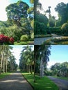 Tropical botanical garden with exotic plants on a summer day to illustrate travel or vacation tour Royalty Free Stock Photo