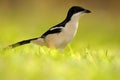 Tropical Boubou or Bell Shrike, Laniarius aethiopicus, in the green grass. Black and white bird from Africa. Summer day with sun