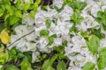 Tropical bougainvillea white flowers Royalty Free Stock Photo