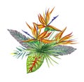 Tropical bouquet with bright leaves, strelitzia flowers, .Watercolor illustration. Royalty Free Stock Photo