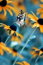 Tropical bright butterfly on an orange flower in a summer magic garden.