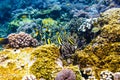 Tropical bright fish and corals in Indian ocean. Royalty Free Stock Photo