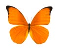 Tropical bright orange butterfly Royalty Free Stock Photo