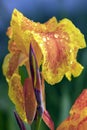Tropical bright yellow iris flower in early morning dew Royalty Free Stock Photo
