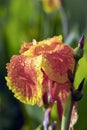 Tropical bright yellow iris flower in early morning dew Royalty Free Stock Photo