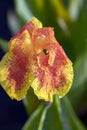 Tropical bright yellow iris flower in early morning dew Royalty Free Stock Photo