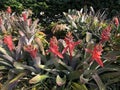 tropical bromeliad flowers Royalty Free Stock Photo