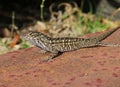 Brown anole lizard on a rusty surfa?? in Florida wild