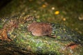 Tropical Slug on a tree Royalty Free Stock Photo