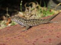 Brown lizard on a rusty surfa?? in Florida wild Royalty Free Stock Photo