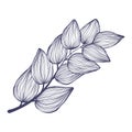 Tropical brunch with leaves in linear style. Exotic hand drawn leaf in trendy style collection. Minimalistic tropic leaves vector