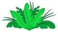 Tropical bush. Jungle green plant cartoon icon