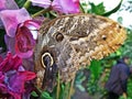 Tropical butterflies in the Butterfly house tropische Schmetterlinge in dem Schmetterlingshaus, Wien - Vienna, Austria