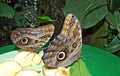 Tropical butterflies in the Butterfly house tropische Schmetterlinge in dem Schmetterlingshaus, Wien - Vienna, Austria