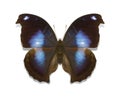 Tropical butterflies collection Napeocles jucunda