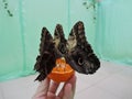Tropical butterflies eat an orange from the hands of man