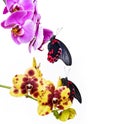 Tropical butterflies on orchids Royalty Free Stock Photo