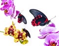 Tropical butterflies on orchids Royalty Free Stock Photo