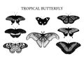 Tropical butterflies set. Hand draw detailed sketch