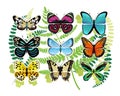 Tropical Butterflies Species Illustrations Set