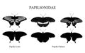 Tropical butterflies Swallowtail Papilionidae. Hand drawn insects.