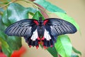 Tropical butterfly