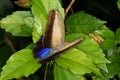 Tropical butterfly Royalty Free Stock Photo