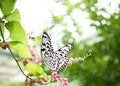 Tropical butterfly Royalty Free Stock Photo