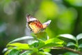 Tropical butterfly Royalty Free Stock Photo