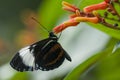 Tropical butterfly Royalty Free Stock Photo