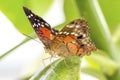 Tropical butterfly (Anartia amathea)