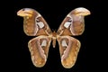 Tropical butterfly Attacus Atlas.