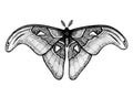 Tropical Butterfly: Attacus Atlas Atlas Moth, Snake`s Head. Hand drawn insects.