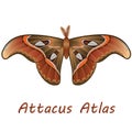 Tropical butterfly Attacus Atlas. Second illustration