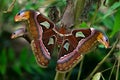 Tropical butterfly attacus Royalty Free Stock Photo