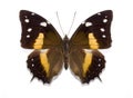 Tropical butterfly Baeotus deucalion