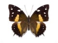 Tropical butterfly Baeotus deucalion Royalty Free Stock Photo