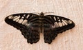 Tropical butterfly. Black butterfly