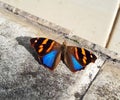 Tropical butterfly in Brazil