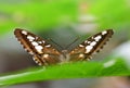 Tropical butterfly Brown clipper Parthenos sylvia sitting on green leaf. Royalty Free Stock Photo